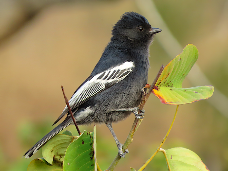 dawn holbrook add photo massive black tit pics