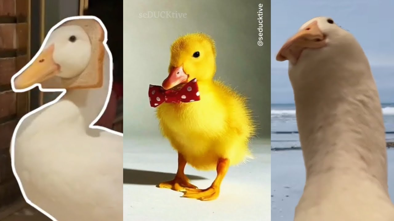 amjad bishara recommends duck porn pic